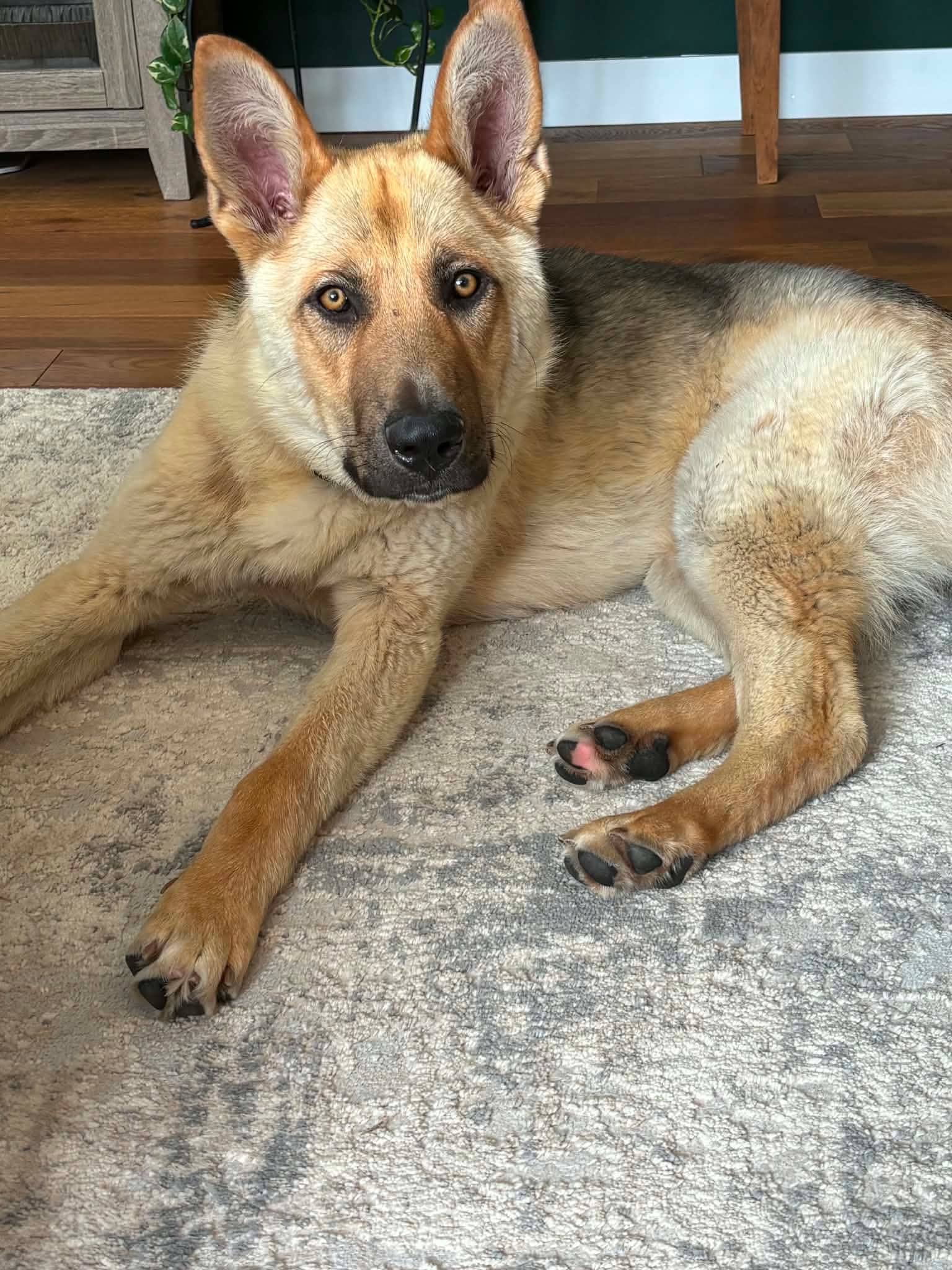 Kristoff - Shepherd available for adoption