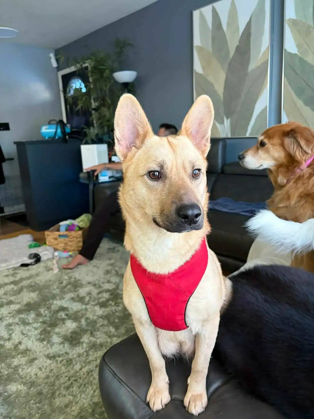 Honey - Shepherd mix available for adoption