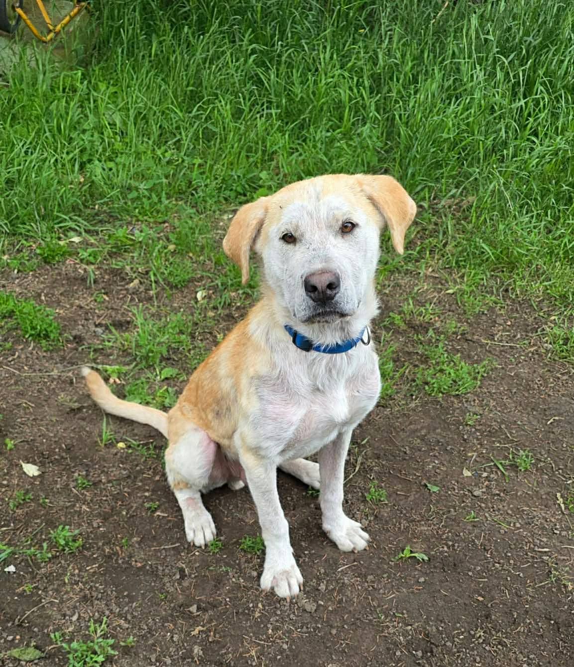 Casper - Lab/Great Pyrenees available for adoption