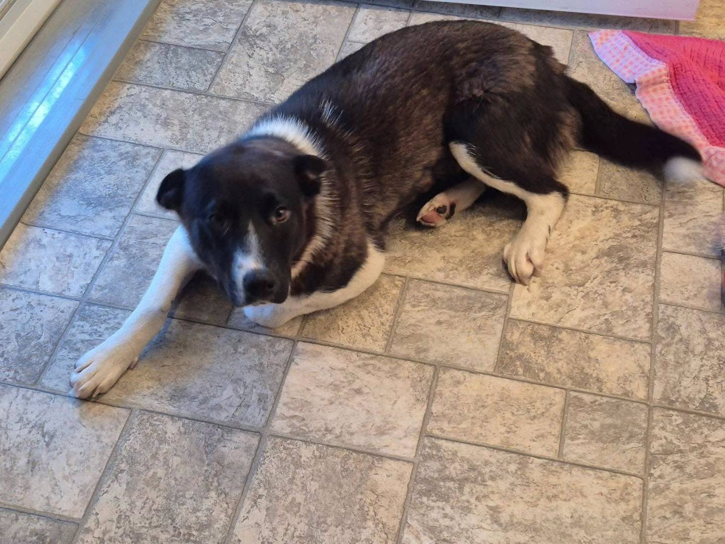 Princess 766 - Collie/Shepherd mix available for adoption at Running Wild Rescue in Martensville