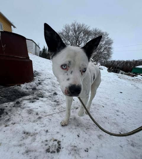 Arlo - Husky/Heeler mix available for adoption