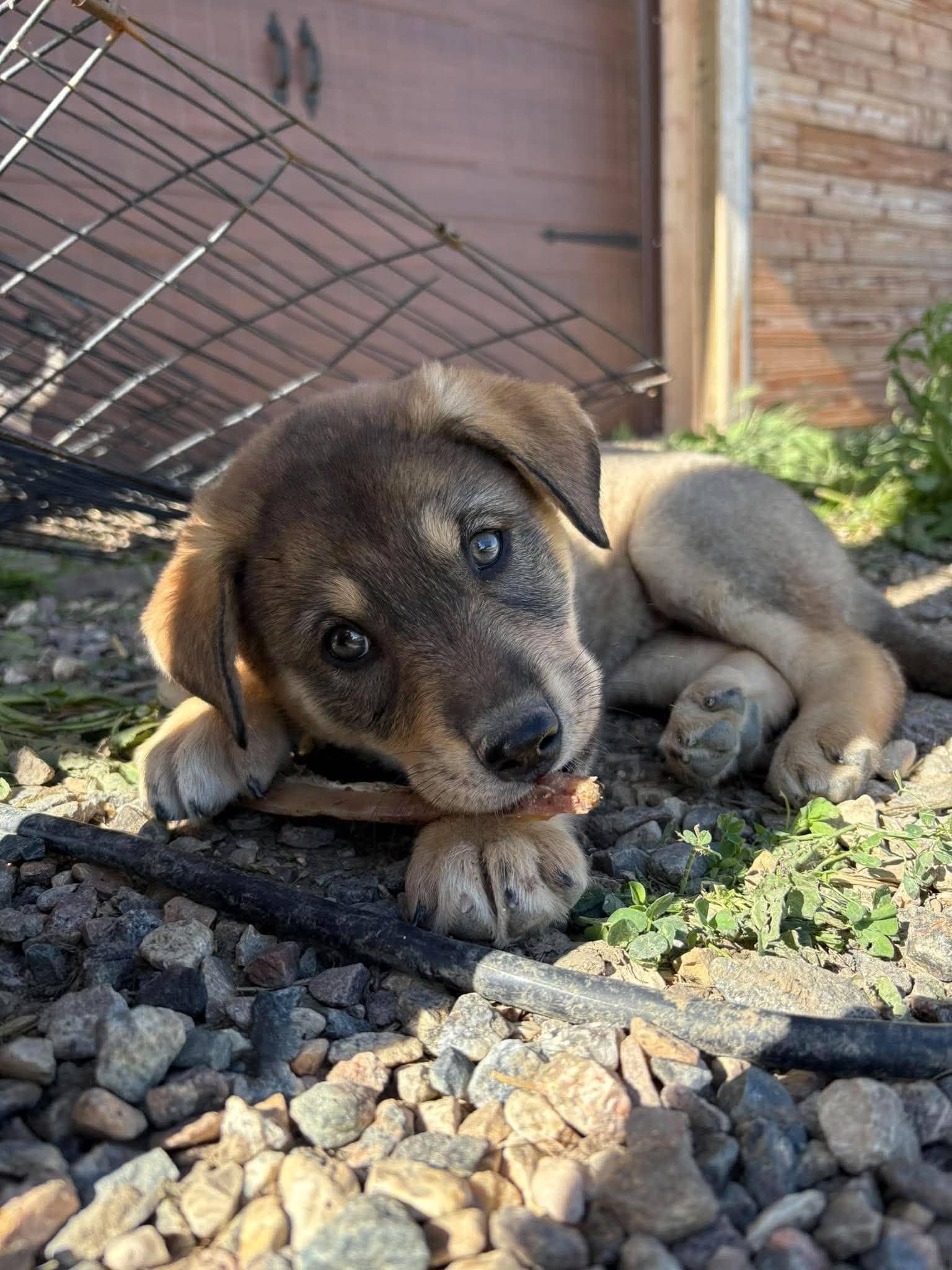 Petal - Shepherd mix available for adoption at Running Wild Rescue in Regina