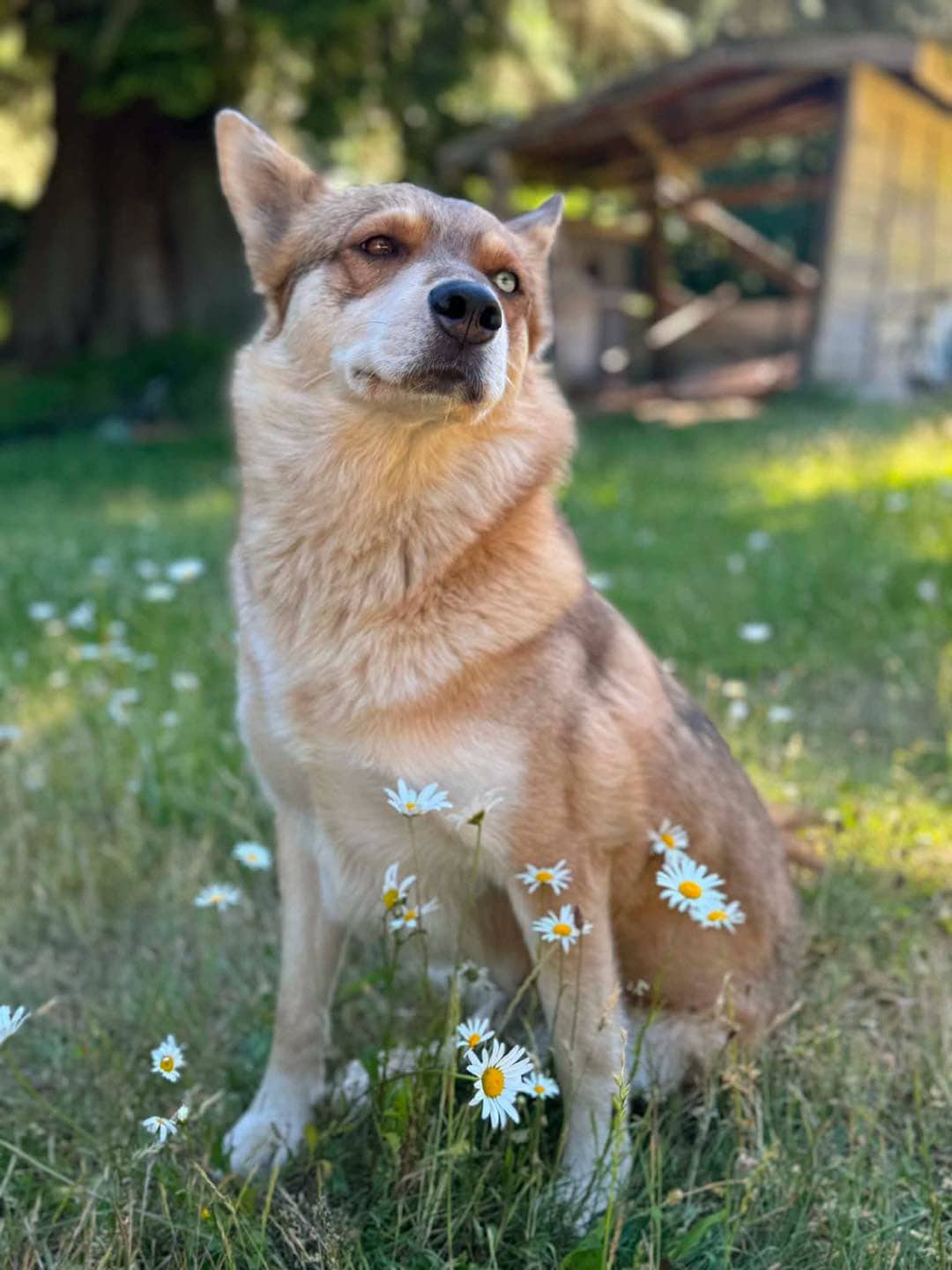Renny - Husky mix available for adoption in Saskatchewan