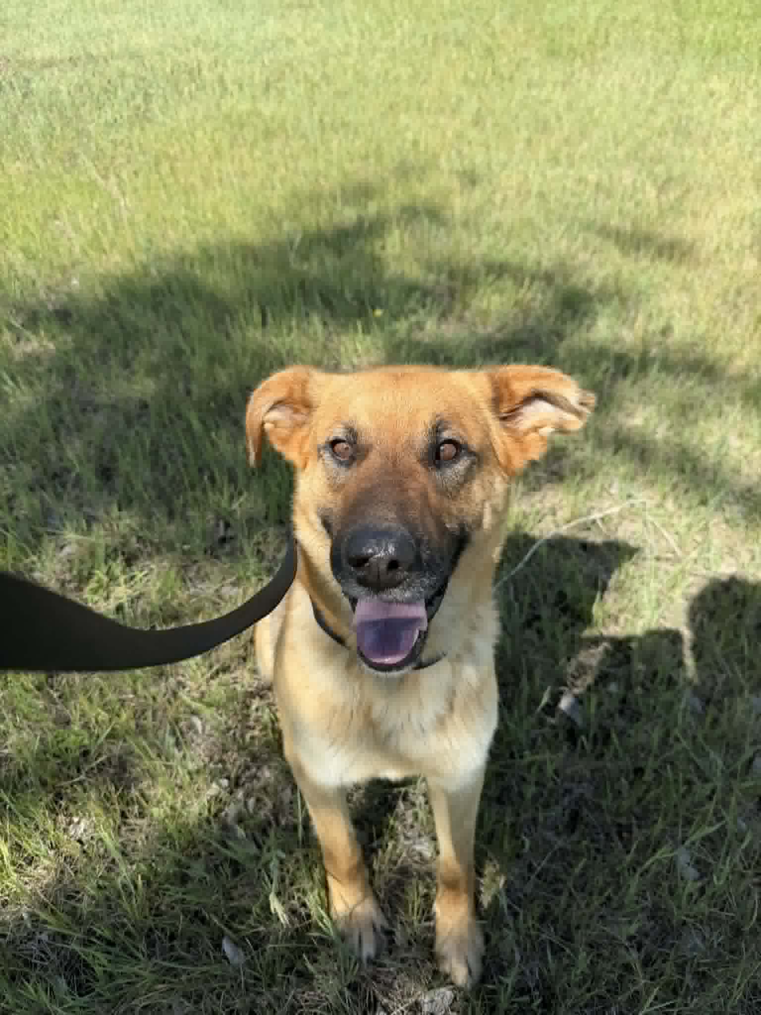 Enzo - Shepherd mix available for adoption in Saskatchewan