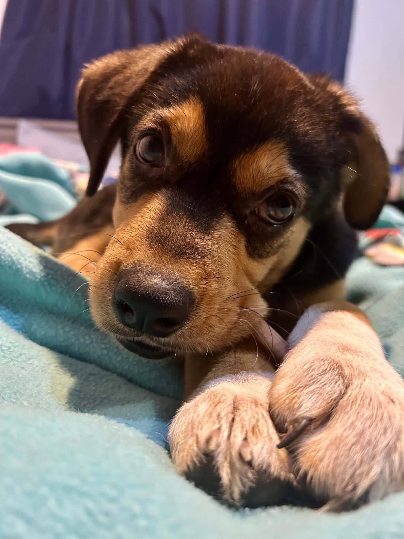 Badger - Shepherd/Beagle available for adoption at Running Wild Rescue in Regina