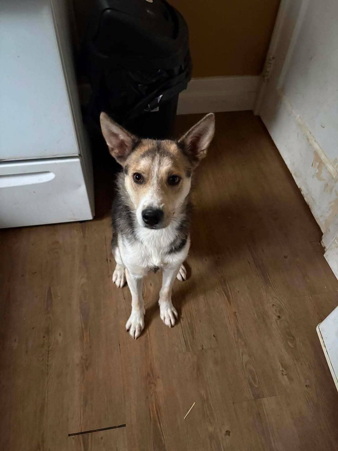 Apple - Shepherd mix available for adoption at Running Wild Rescue in Prince Albert