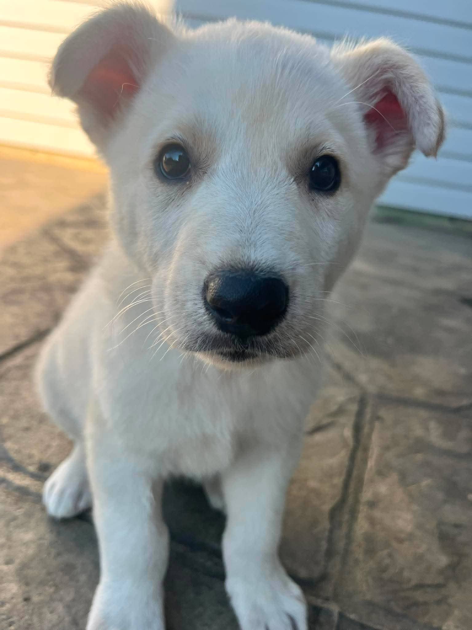 Charlie - Husky mix available for adoption in Saskatchewan