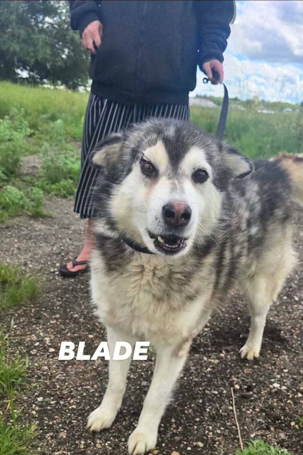 Blade - Husky mix available for adoption in Saskatchewan
