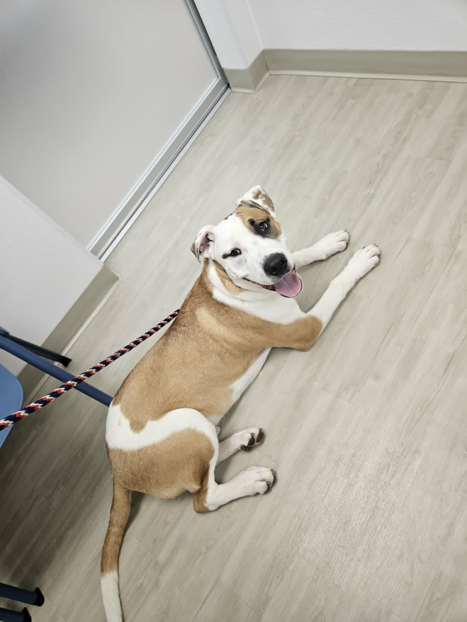Kyro - Pit bull/boxer mix available for adoption