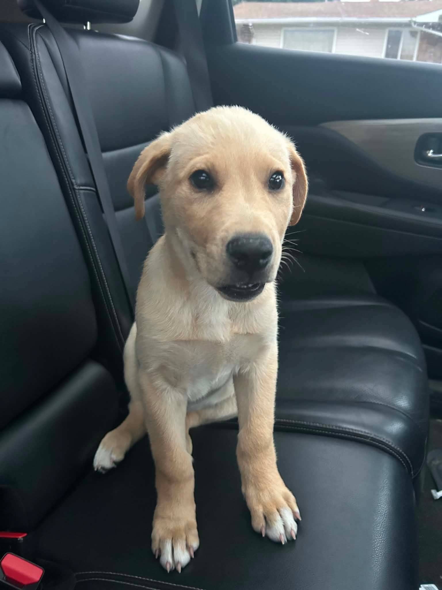 KitKat - Retriever mix available for adoption at Running Wild Rescue in Regina