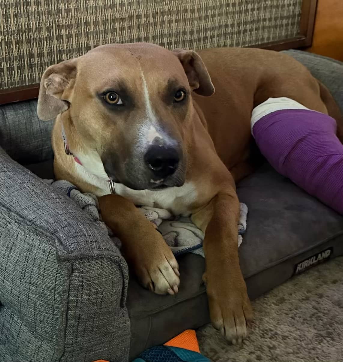 Salsa - Mixed Breed available for adoption at New Hope Dog Rescue in Saskatoon