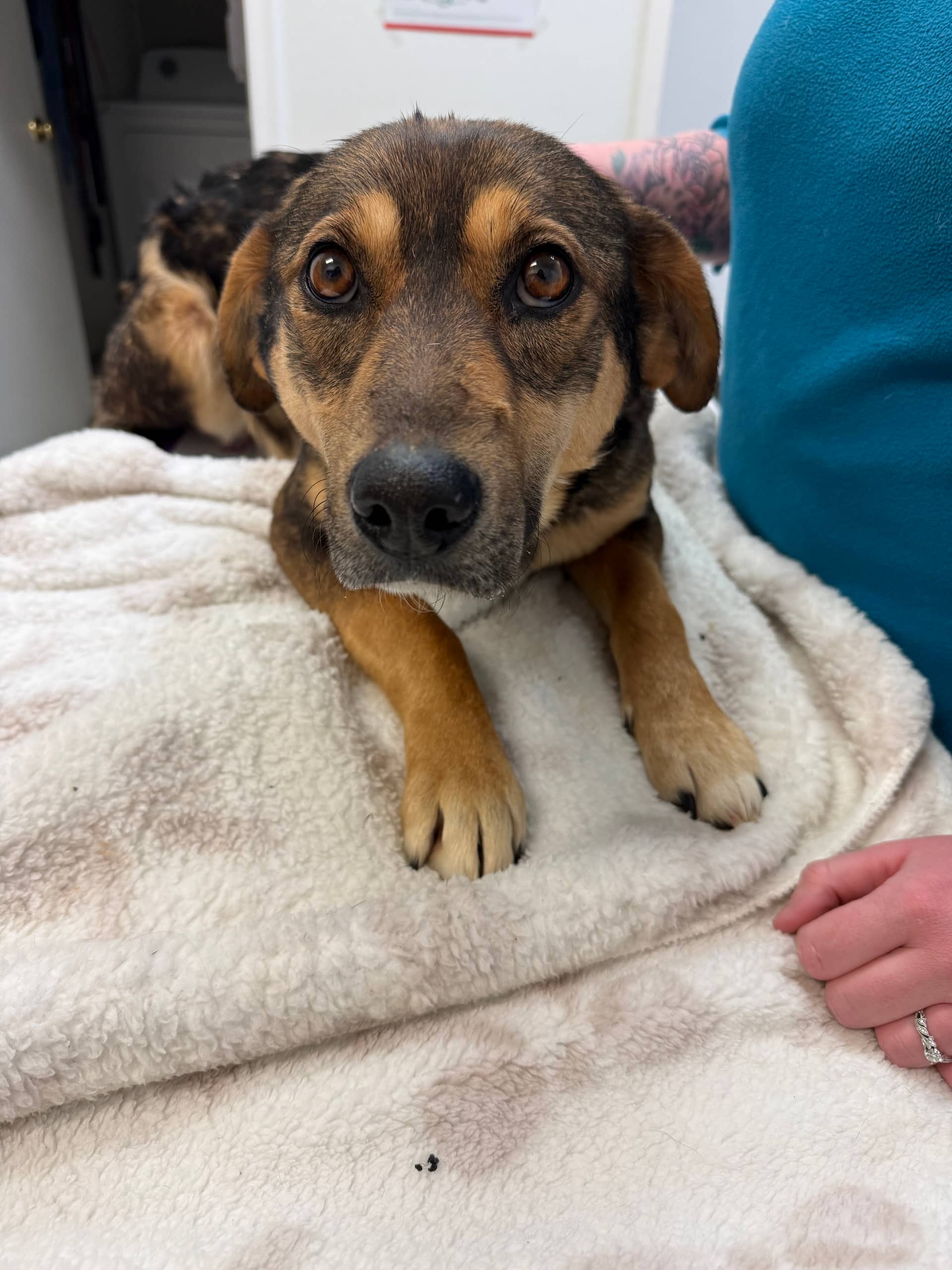 Zatanna - Mixed Breed available for adoption at New Hope Dog Rescue in Saskatoon