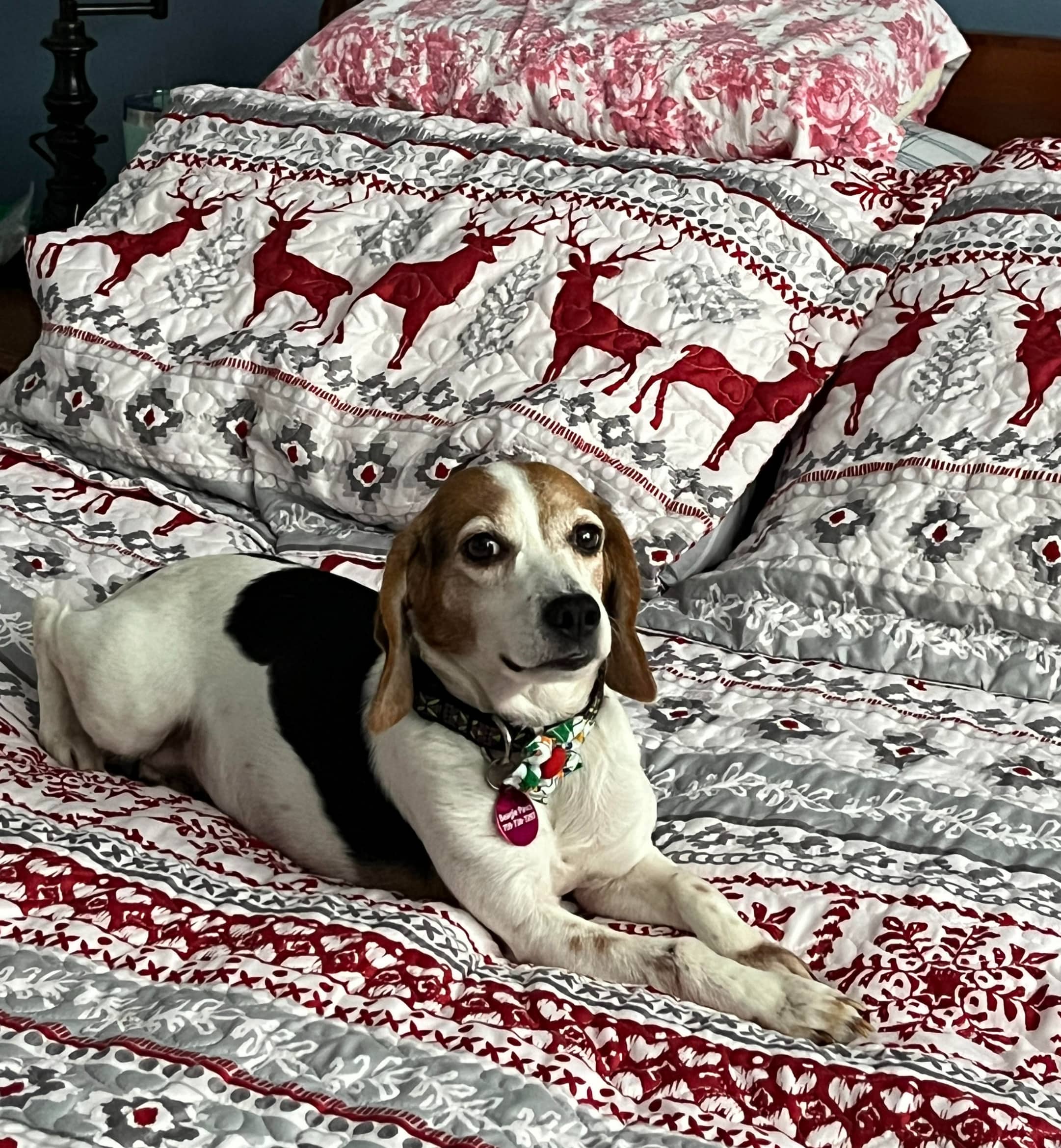 Gabby - Beagle available for adoption