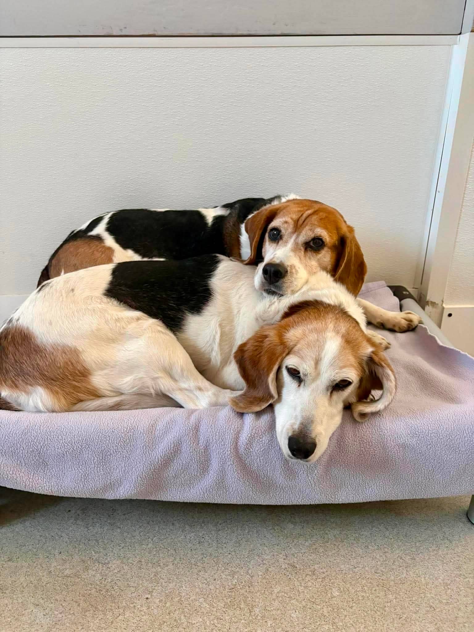 Kitty & Ranger - Beagle available for adoption