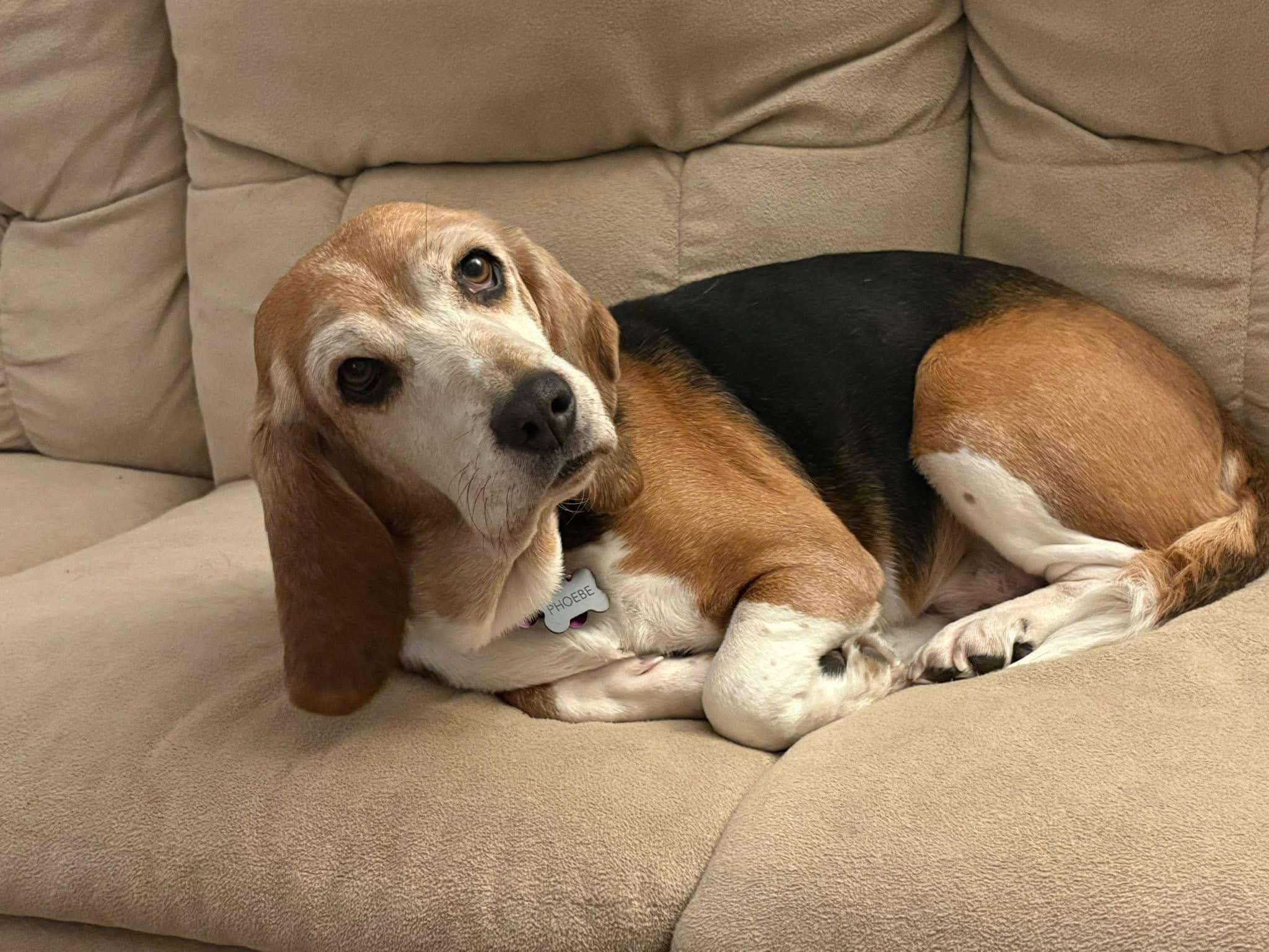 Pheobe - Beagle available for adoption
