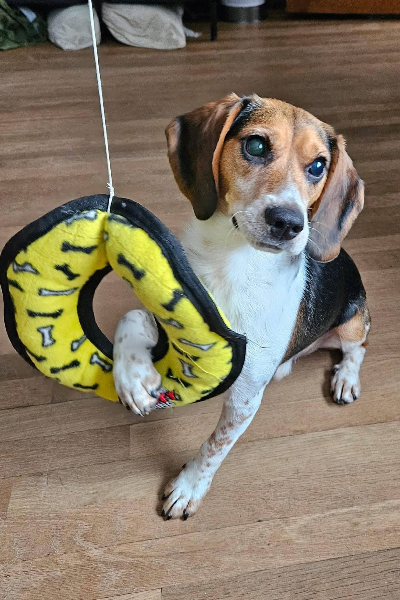 Cedar - Beagle available for adoption at Beagle Paws in St. John's