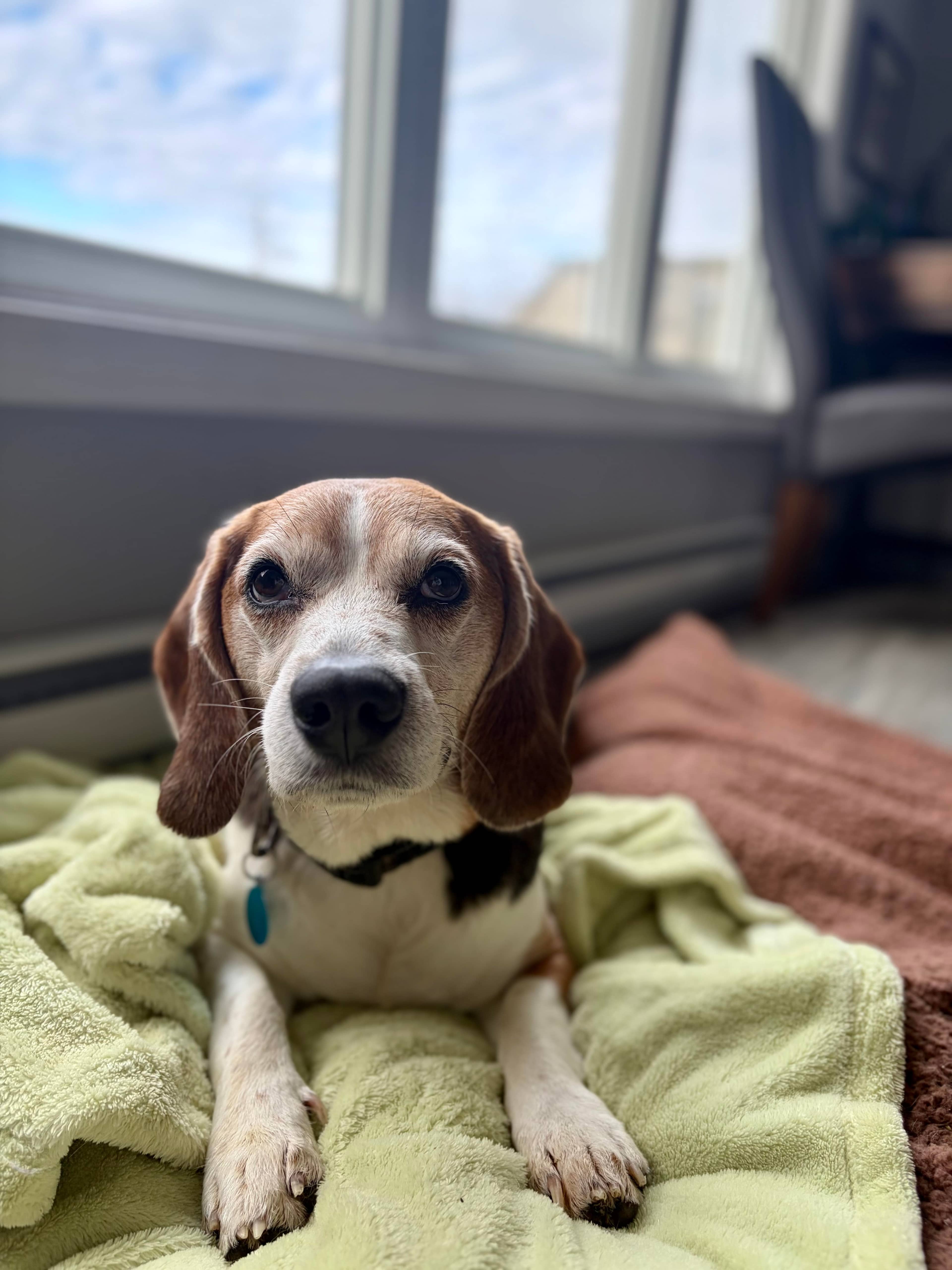 Shiloh - Beagle available for adoption