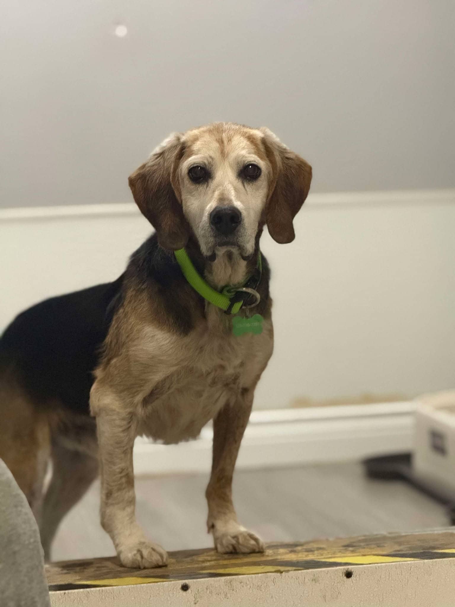 Milou - Beagle available for adoption