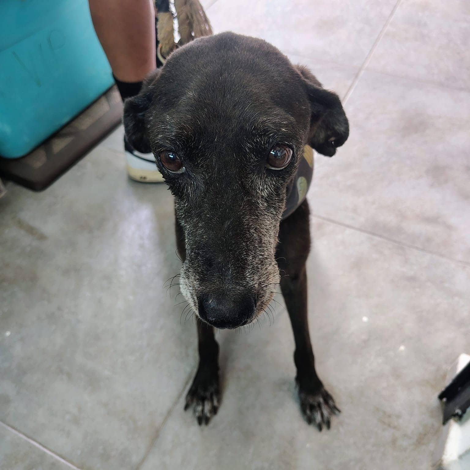 Kofi (Coffee) - Mixed Breed available for adoption