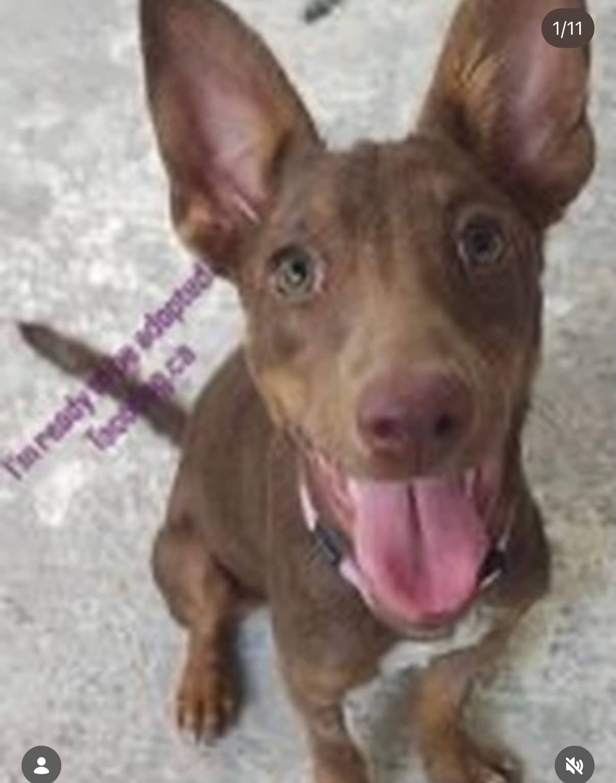 Honey - Mixed Breed available for adoption