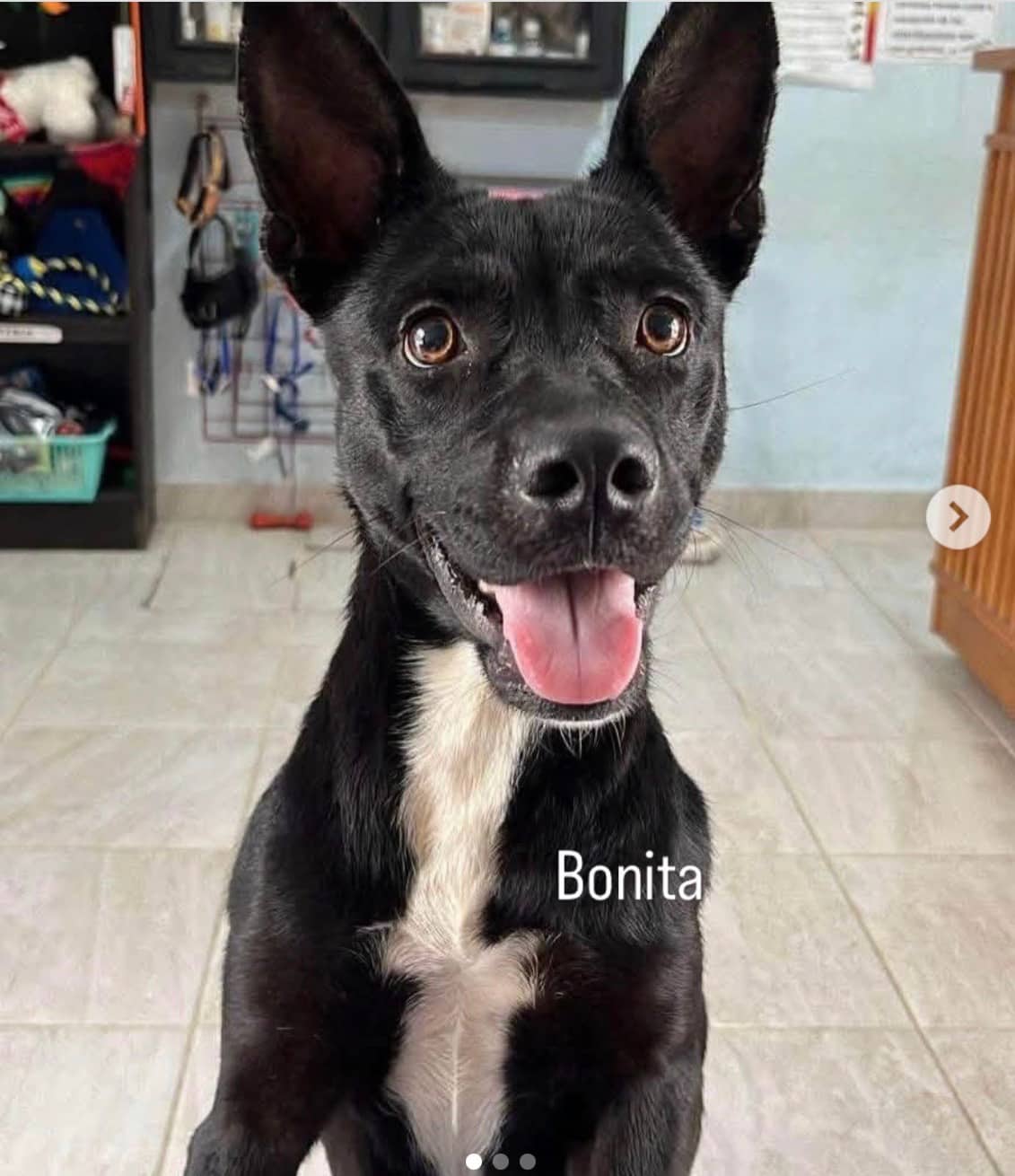 Bonita - Mixed Breed available for adoption at Taco Dog Rescue Society in Vancouver