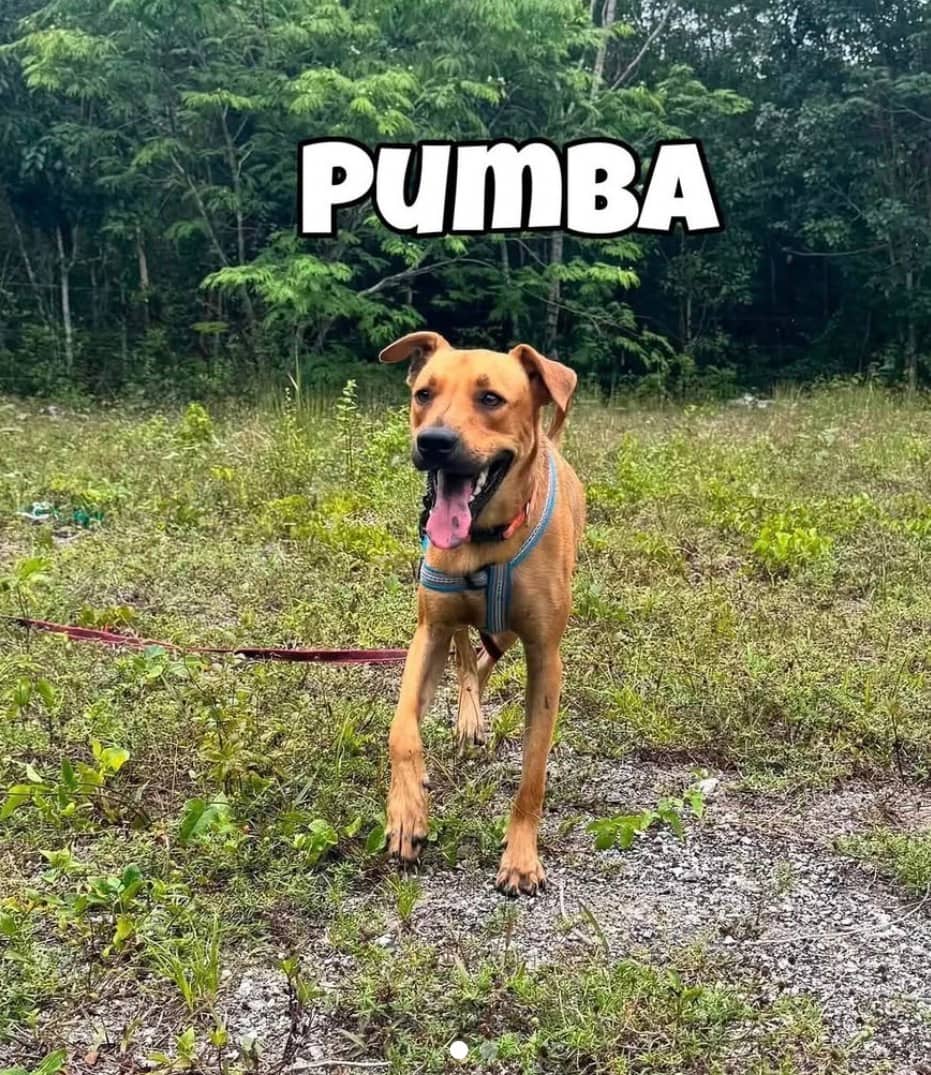 Pumba - Mixed Breed available for adoption at Taco Dog Rescue Society in Vancouver