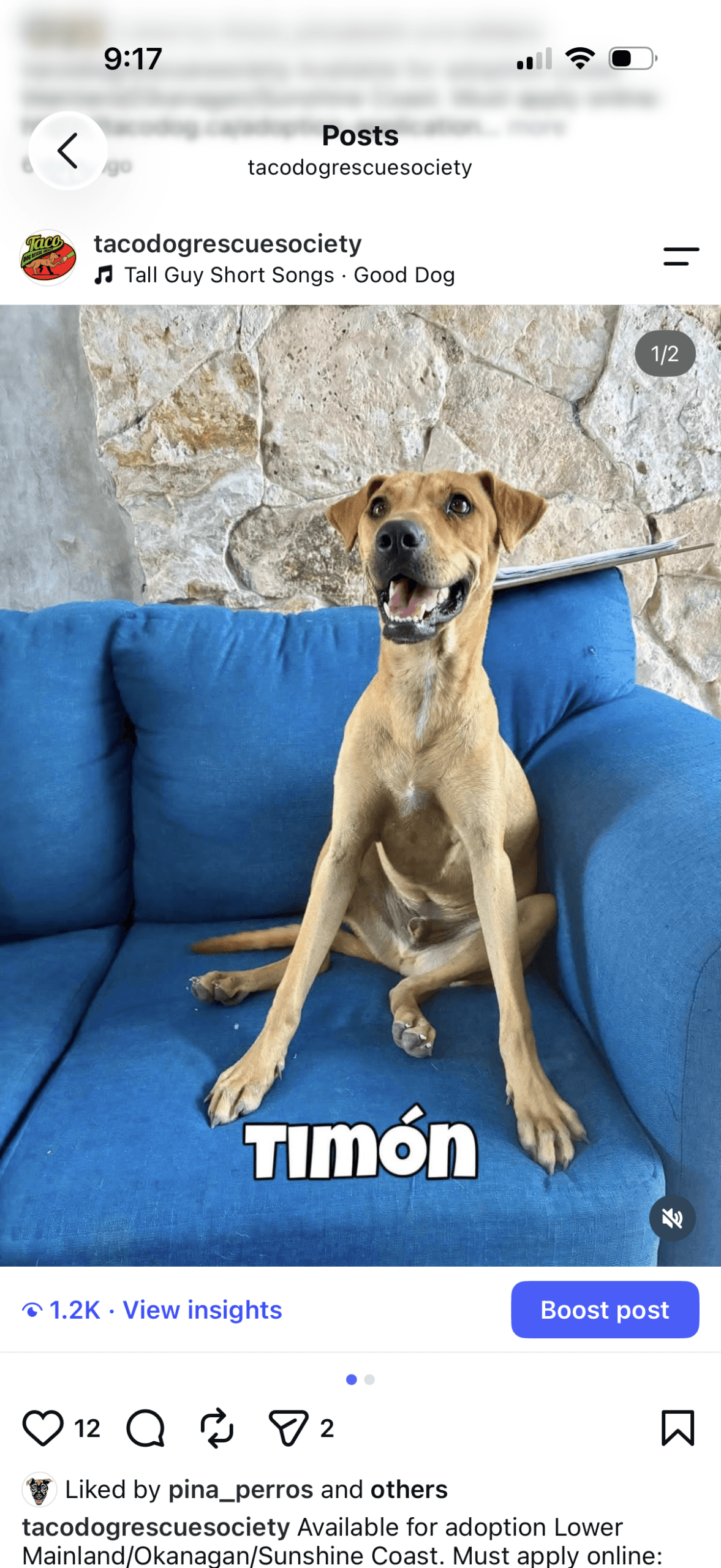 Timon - Mixed Breed available for adoption in British Columbia