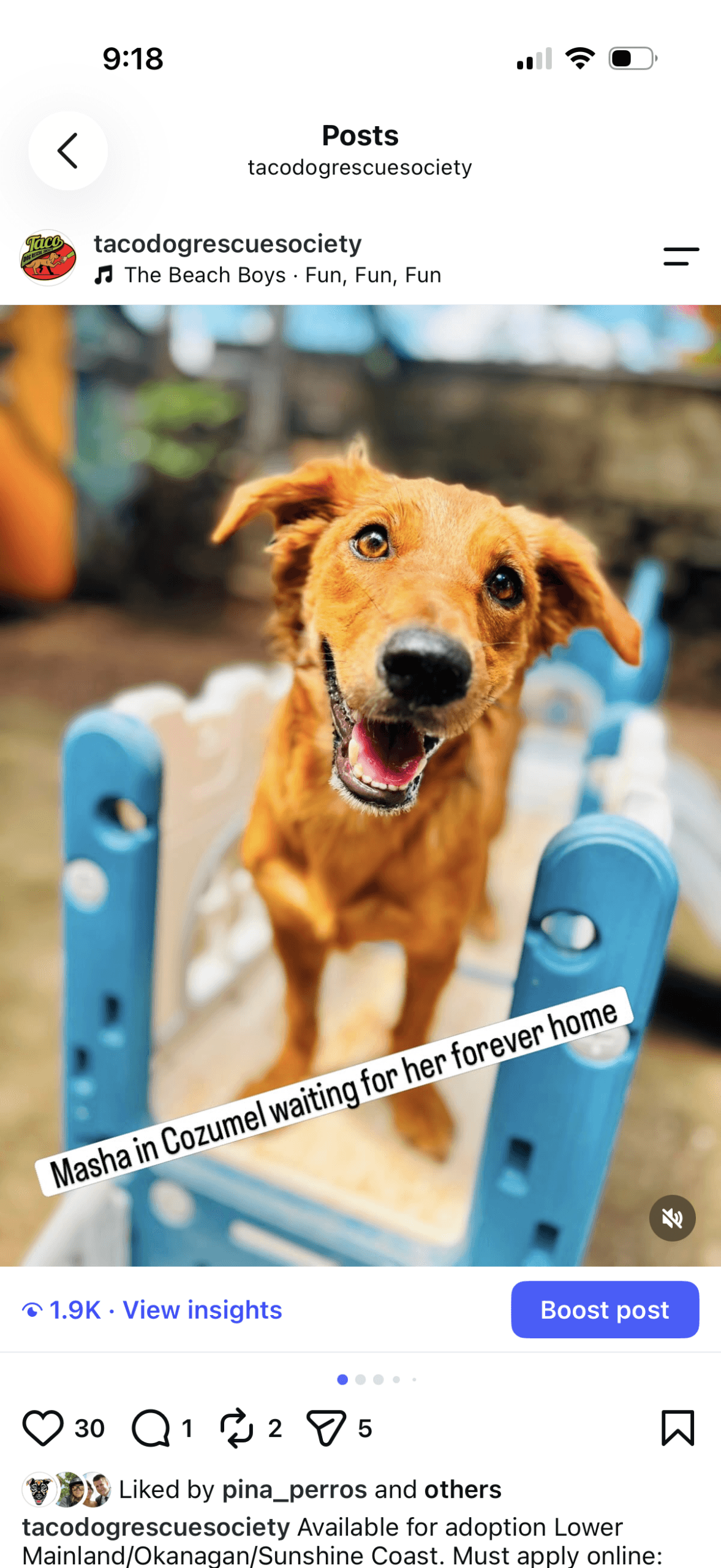 Masha - Mixed Breed available for adoption