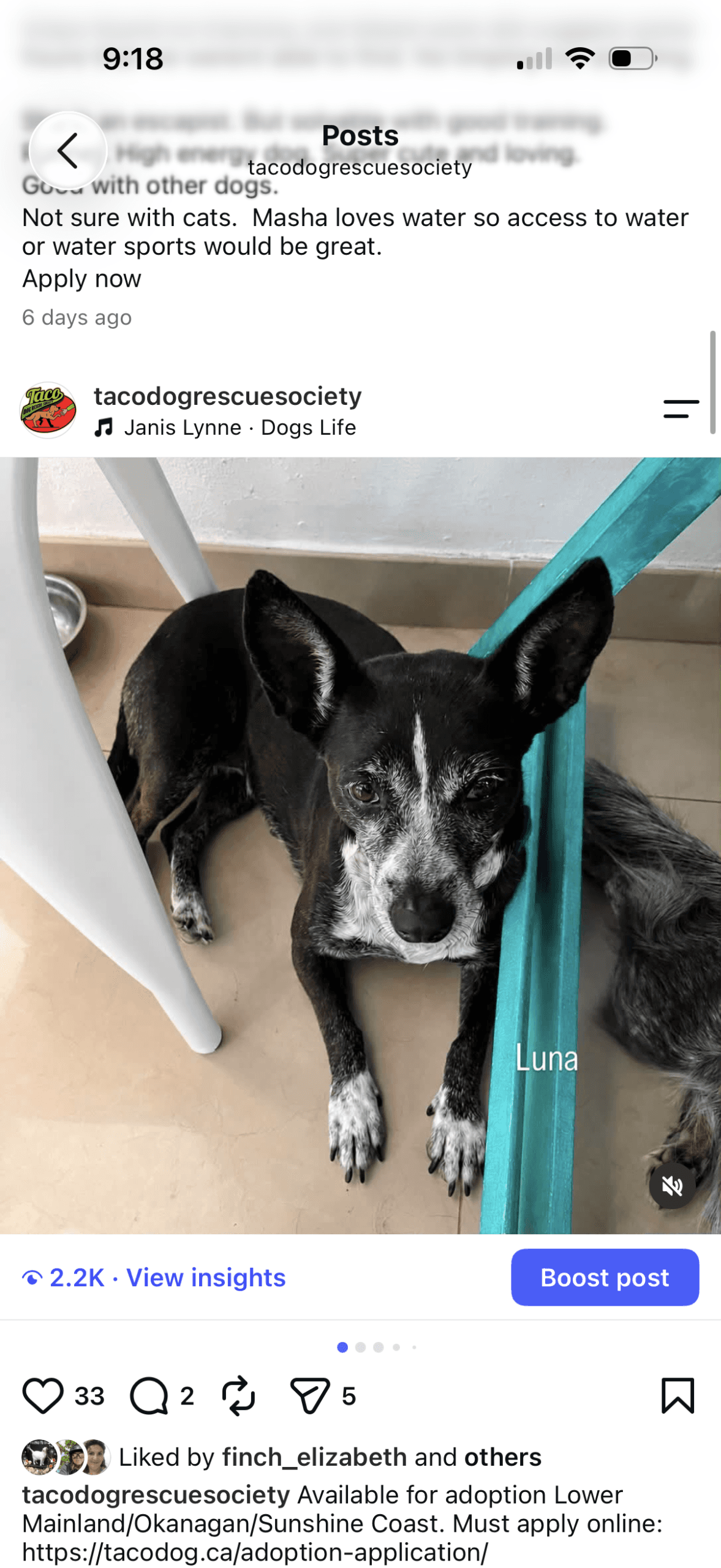 Luna - Mixed Breed available for adoption