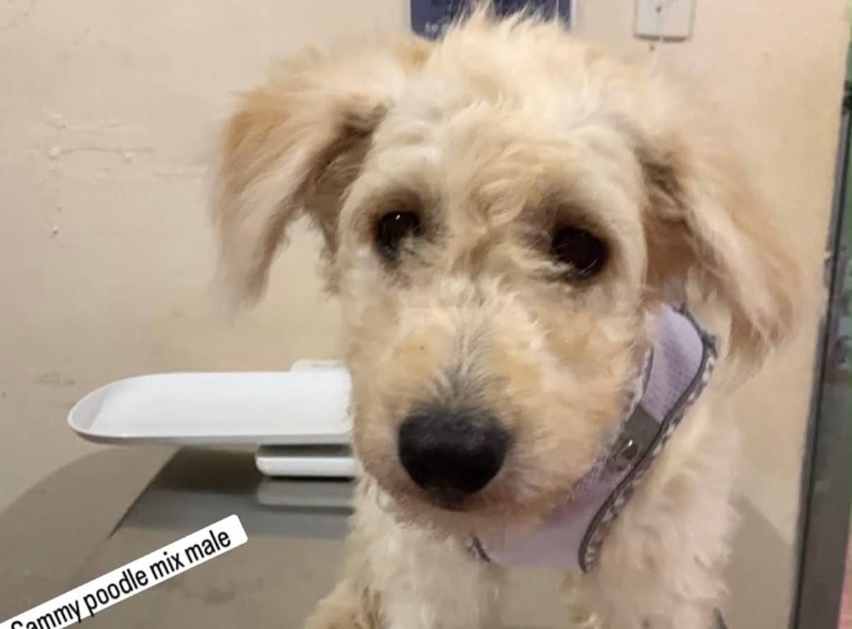 Sammy - Mixed Breed available for adoption at Taco Dog Rescue Society in Vancouver