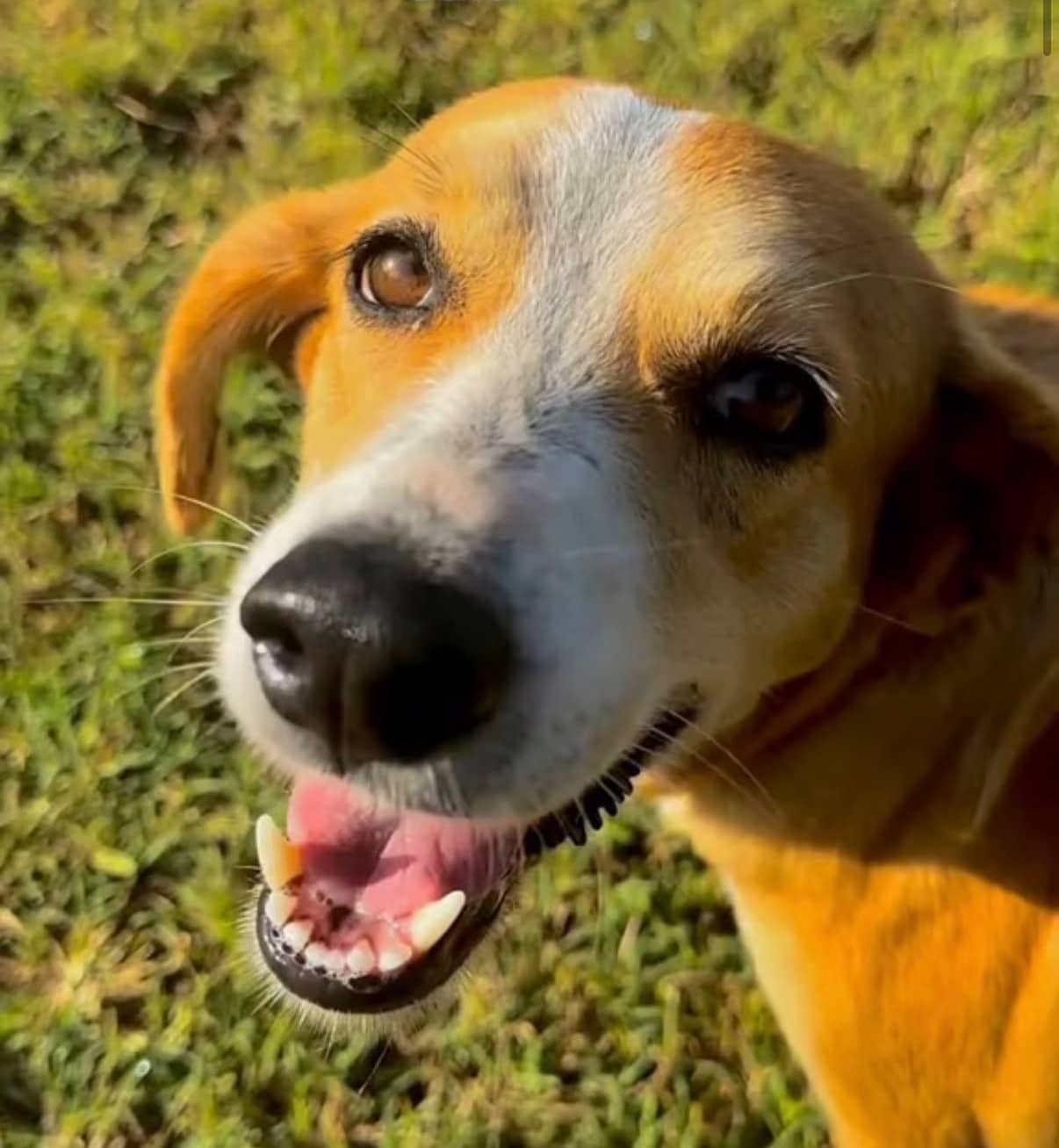 Gaia - Mixed Breed available for adoption at Taco Dog Rescue Society in Vancouver