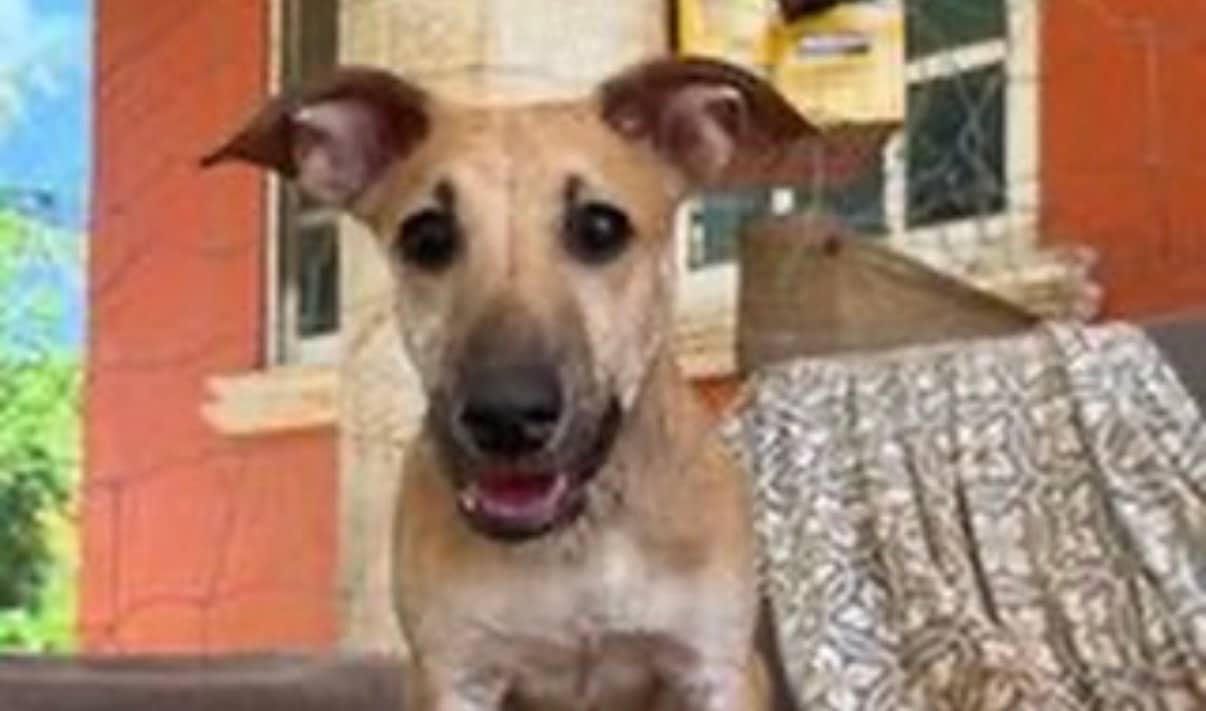 Jerry - Mixed Breed available for adoption at Taco Dog Rescue Society in Vancouver