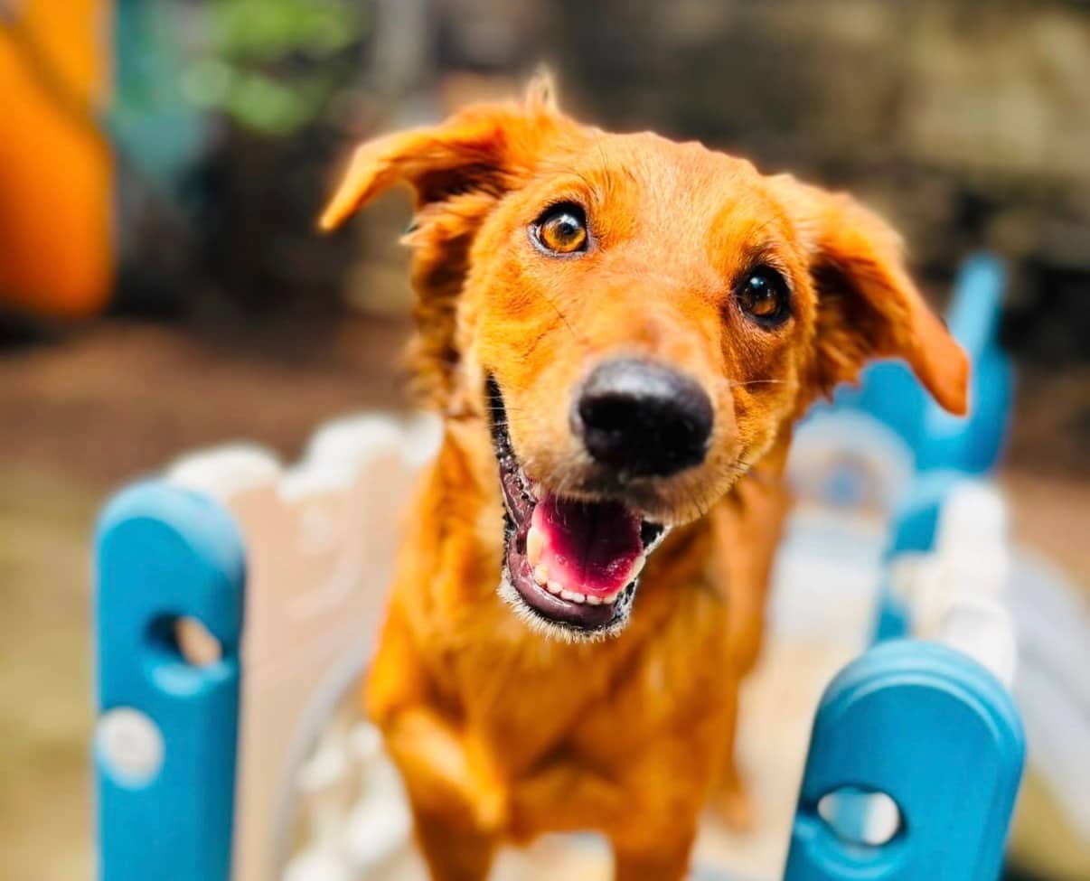 Masha - Mixed Breed available for adoption at Taco Dog Rescue Society in Vancouver