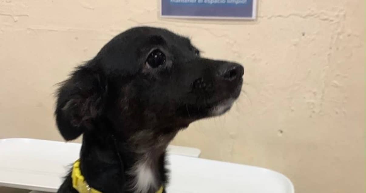 Bonne - Chihuahua Mix available for adoption at Taco Dog Rescue Society in Vancouver