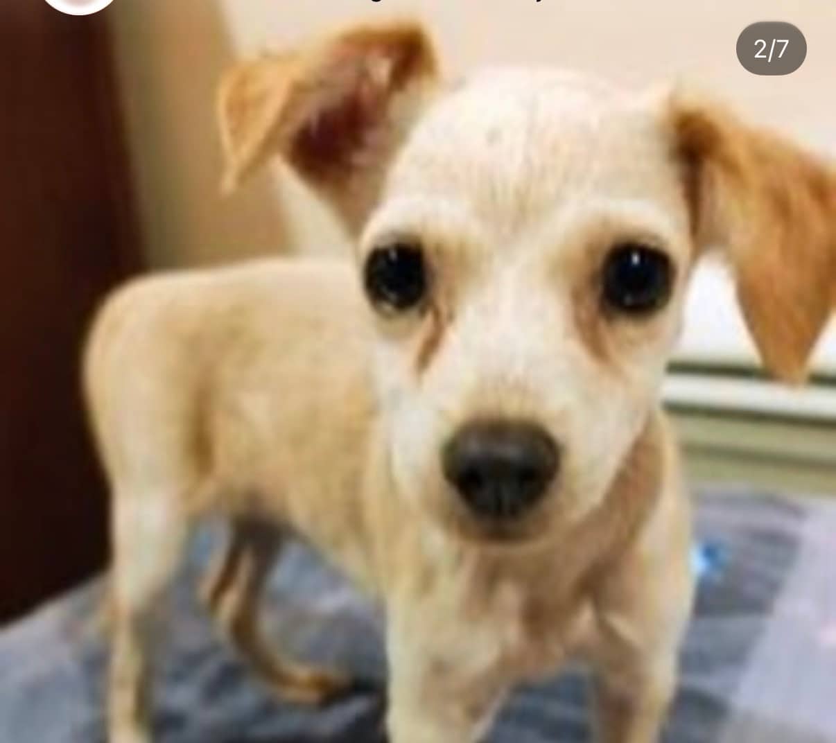 Nala - Chihuahua available for adoption at Taco Dog Rescue Society in Vancouver