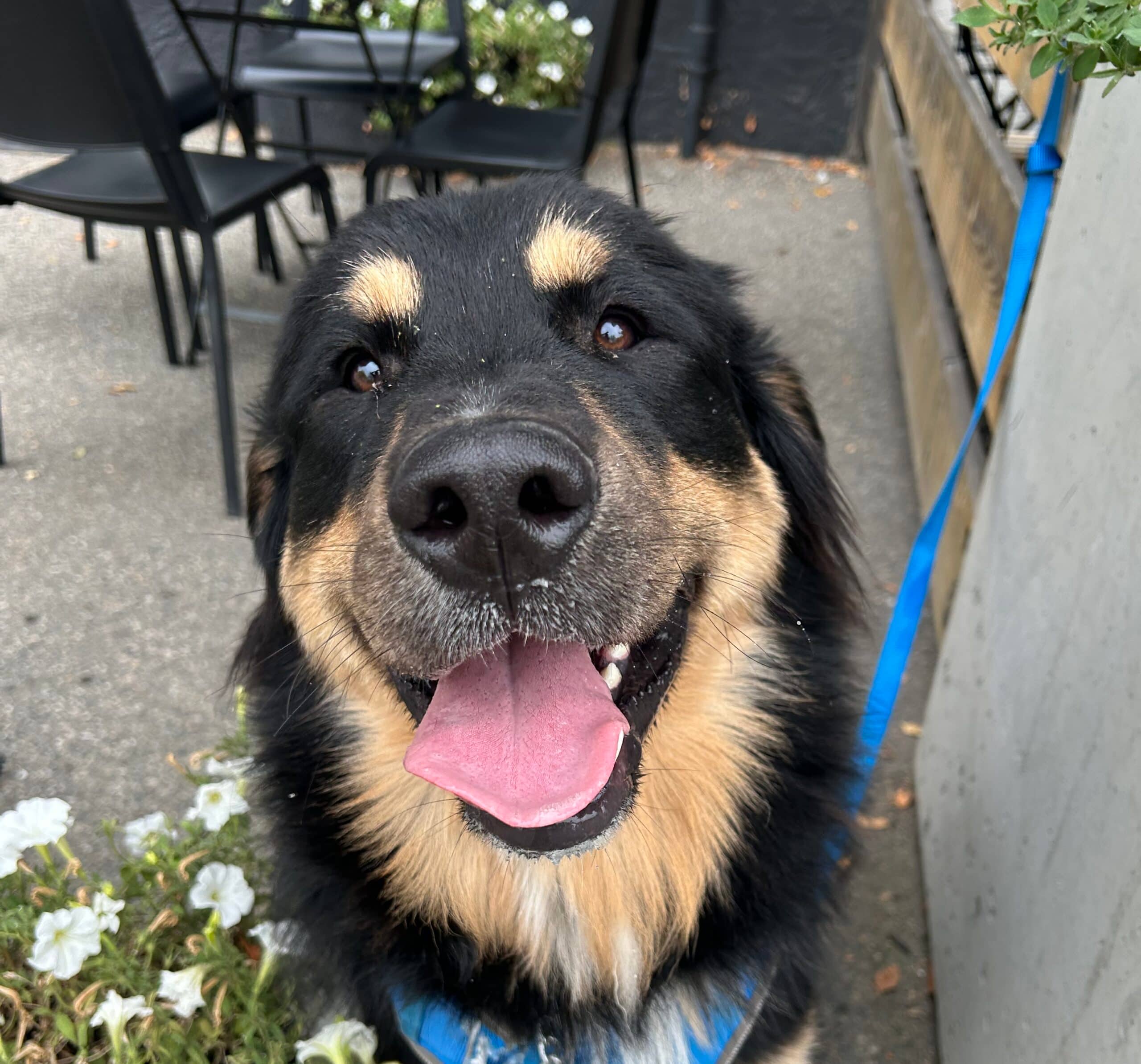 Charlie - Mixed Breed available for adoption at Taco Dog Rescue Society in Vancouver