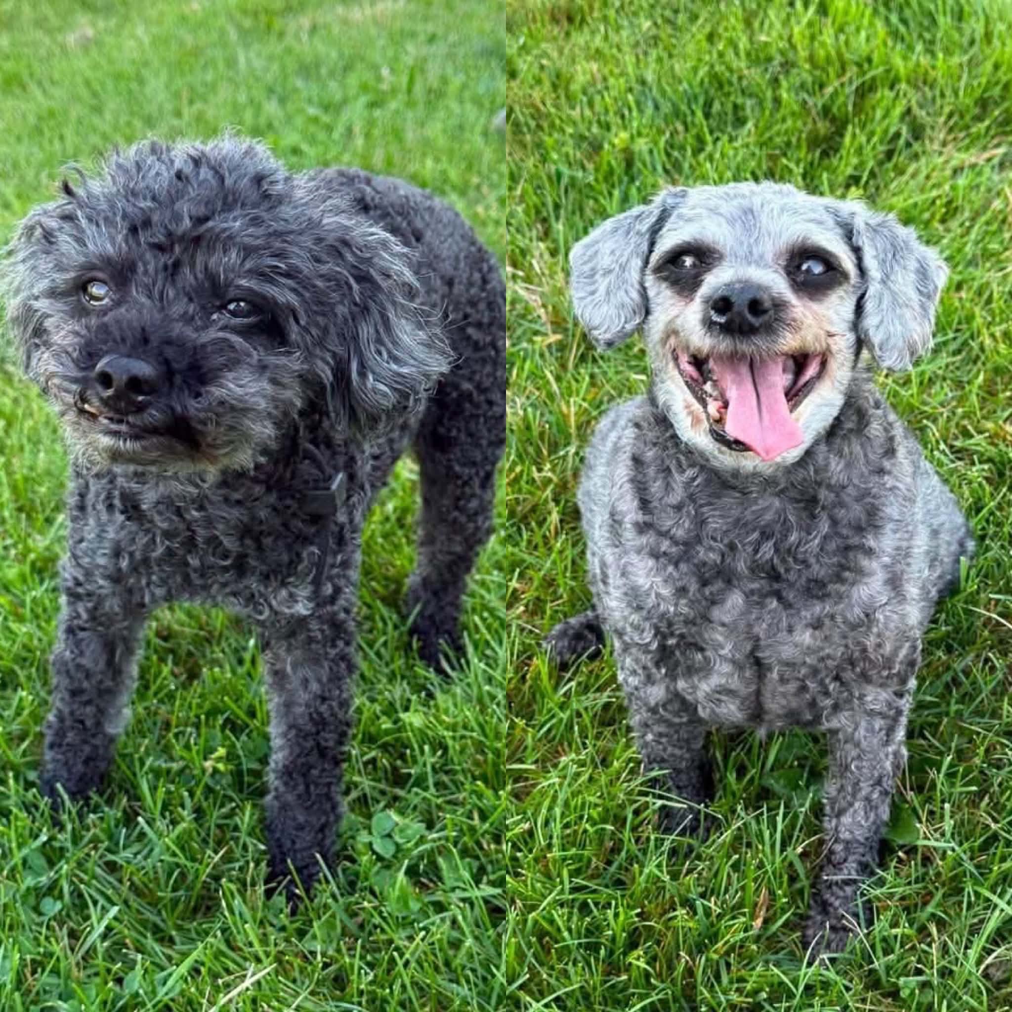 Summer & Queenie - Miniature Poodle available for adoption