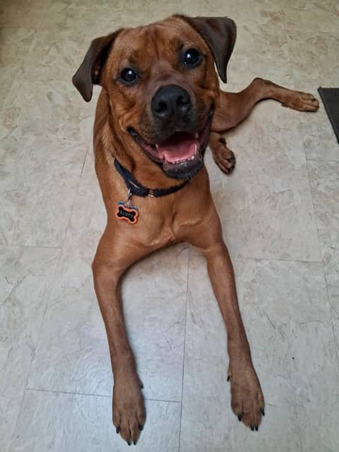 Rusty - Boxer mix available for adoption
