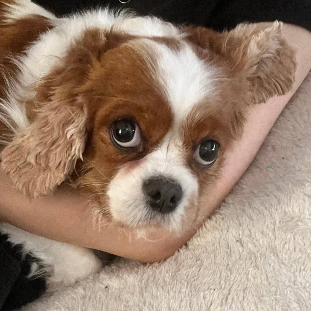 Simone - King Charles cavalier available for adoption at TEAM Dog Rescue in Toronto