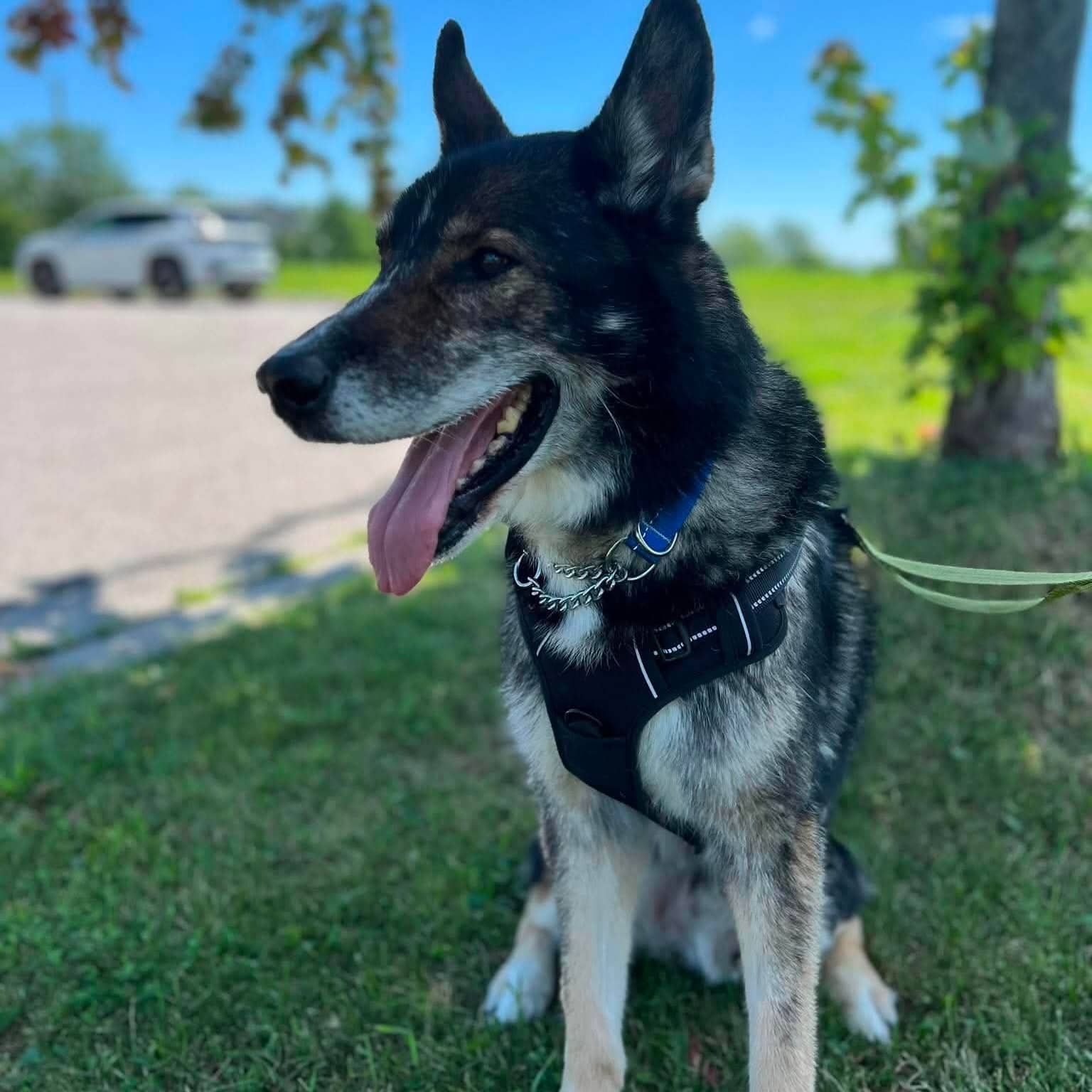 Sylvester - German Shepherd Husky mix available for adoption at TEAM Dog Rescue in Toronto