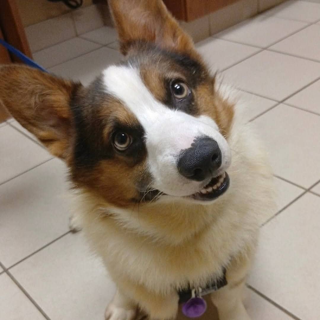 Macko - Corgi available for adoption at TEAM Dog Rescue in Toronto