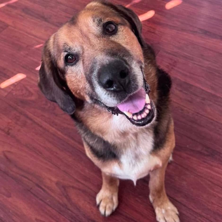 Reggie - Hound German shepherd mix available for adoption in Ontario