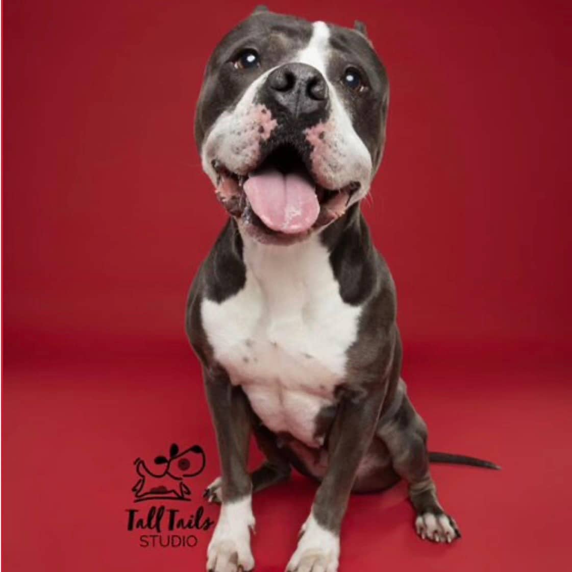 Annabelle - American Bulldog available for adoption in Ontario