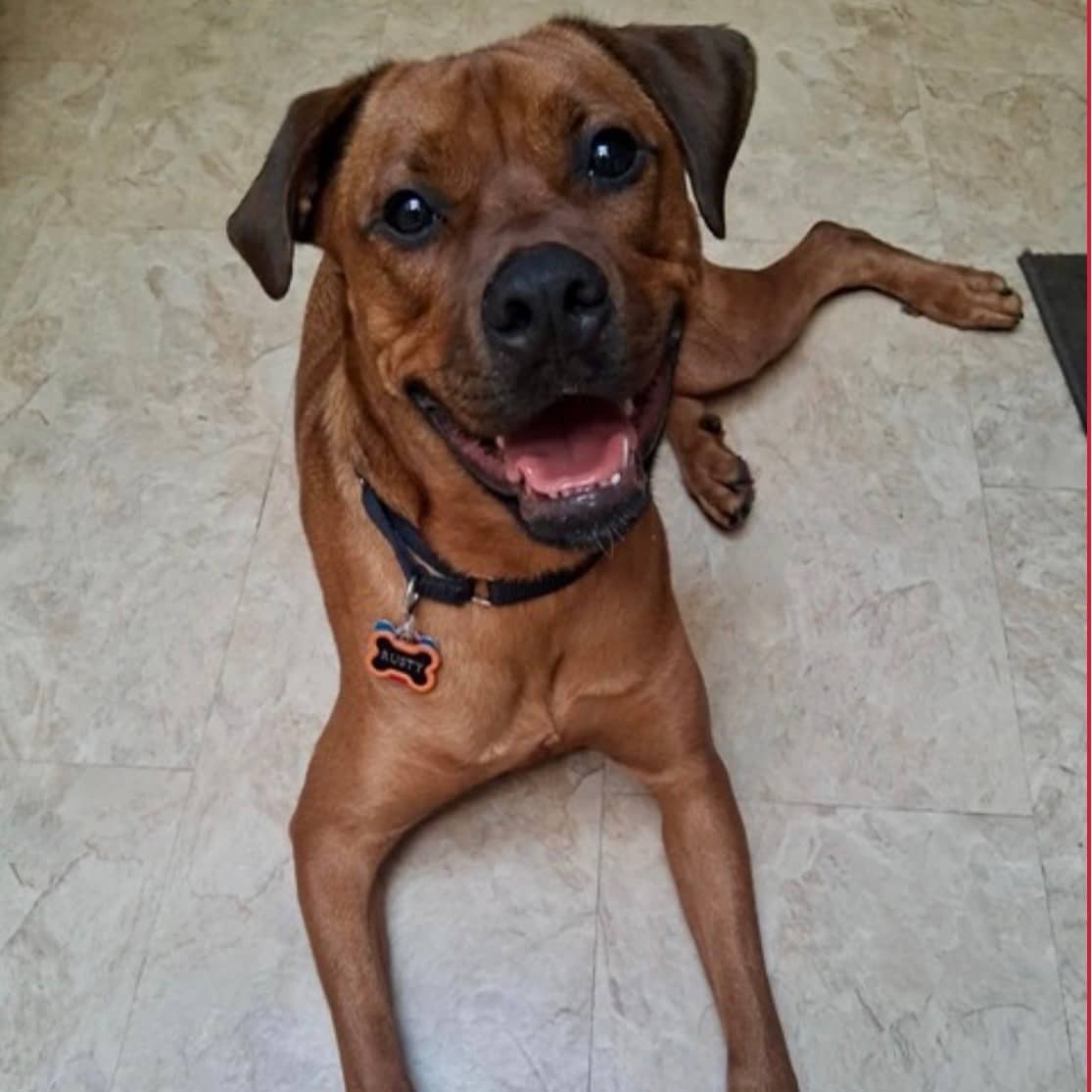 Rusty - Boxer mix available for adoption at TEAM Dog Rescue in Toronto