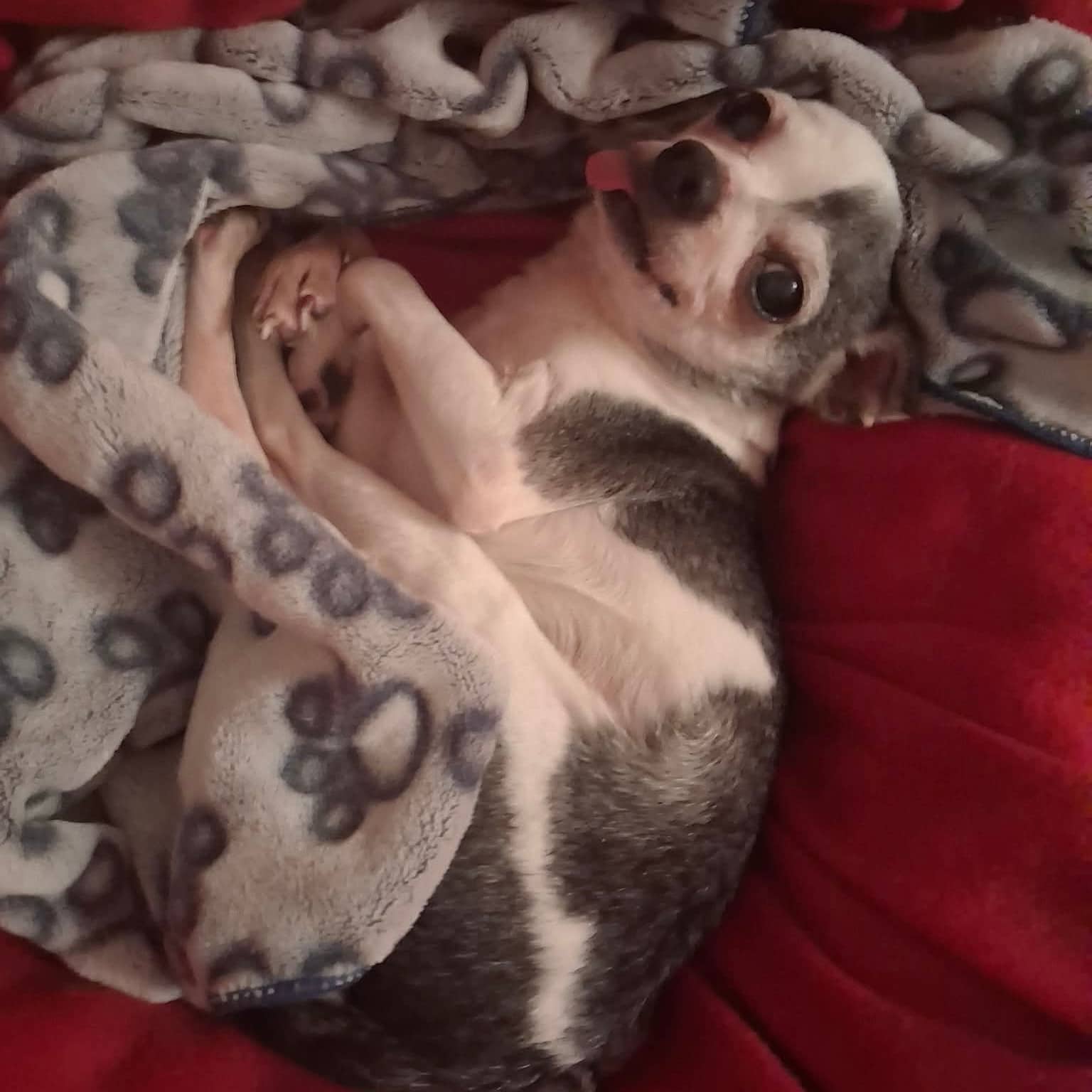 Pablo - Chihuahua available for adoption at TEAM Dog Rescue in Toronto