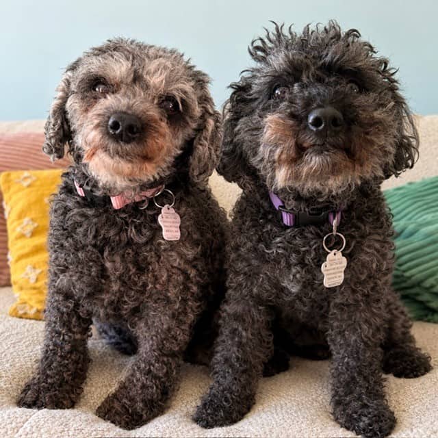 Queenie+&+Summer - Mini Poodle available for adoption at TEAM Dog Rescue in Toronto