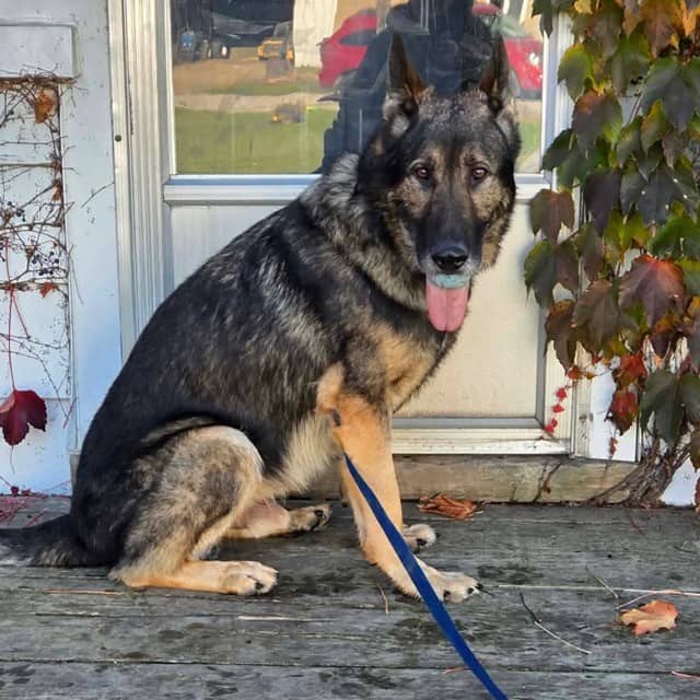 Cesar - German Shepherd available for adoption in Ontario