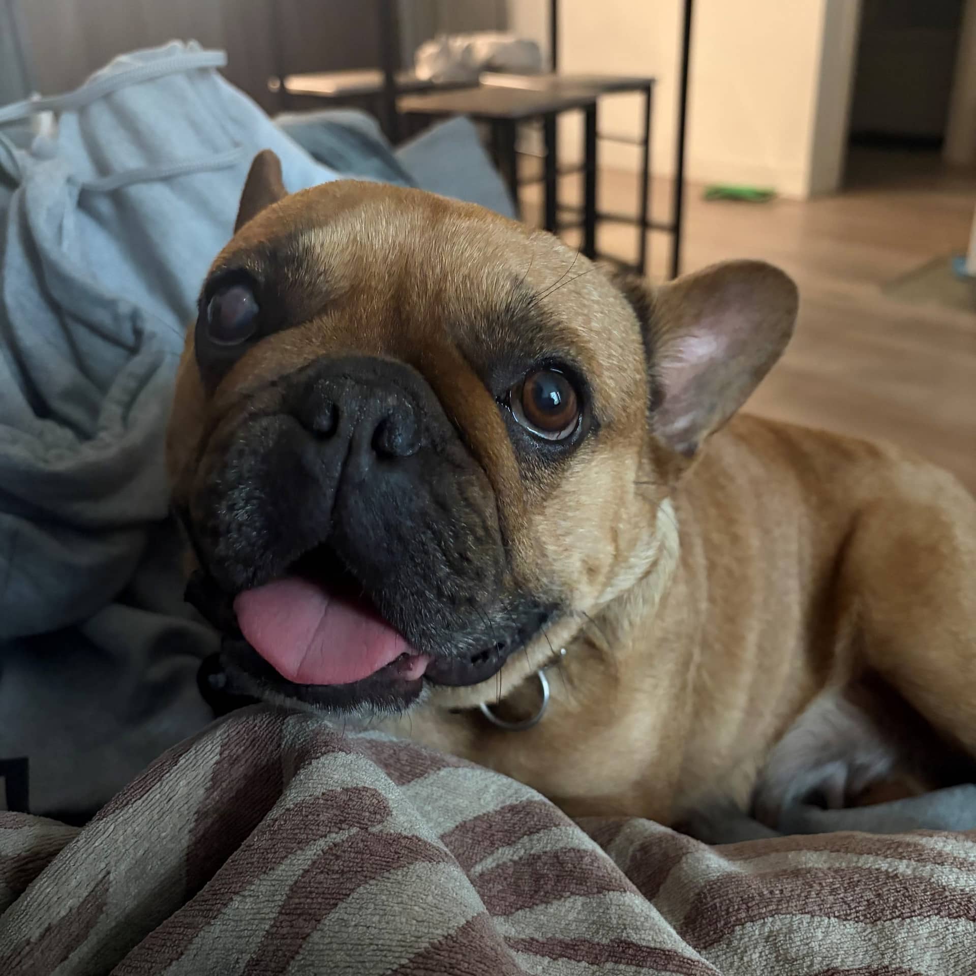 Monica - French Bulldog available for adoption at TEAM Dog Rescue in Toronto