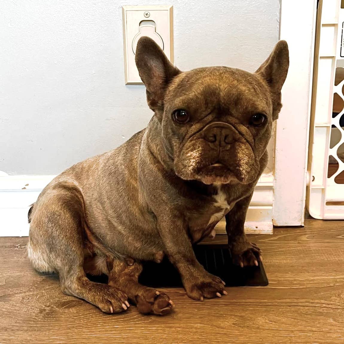 Phoebe - French Bulldog available for adoption at TEAM Dog Rescue in Toronto