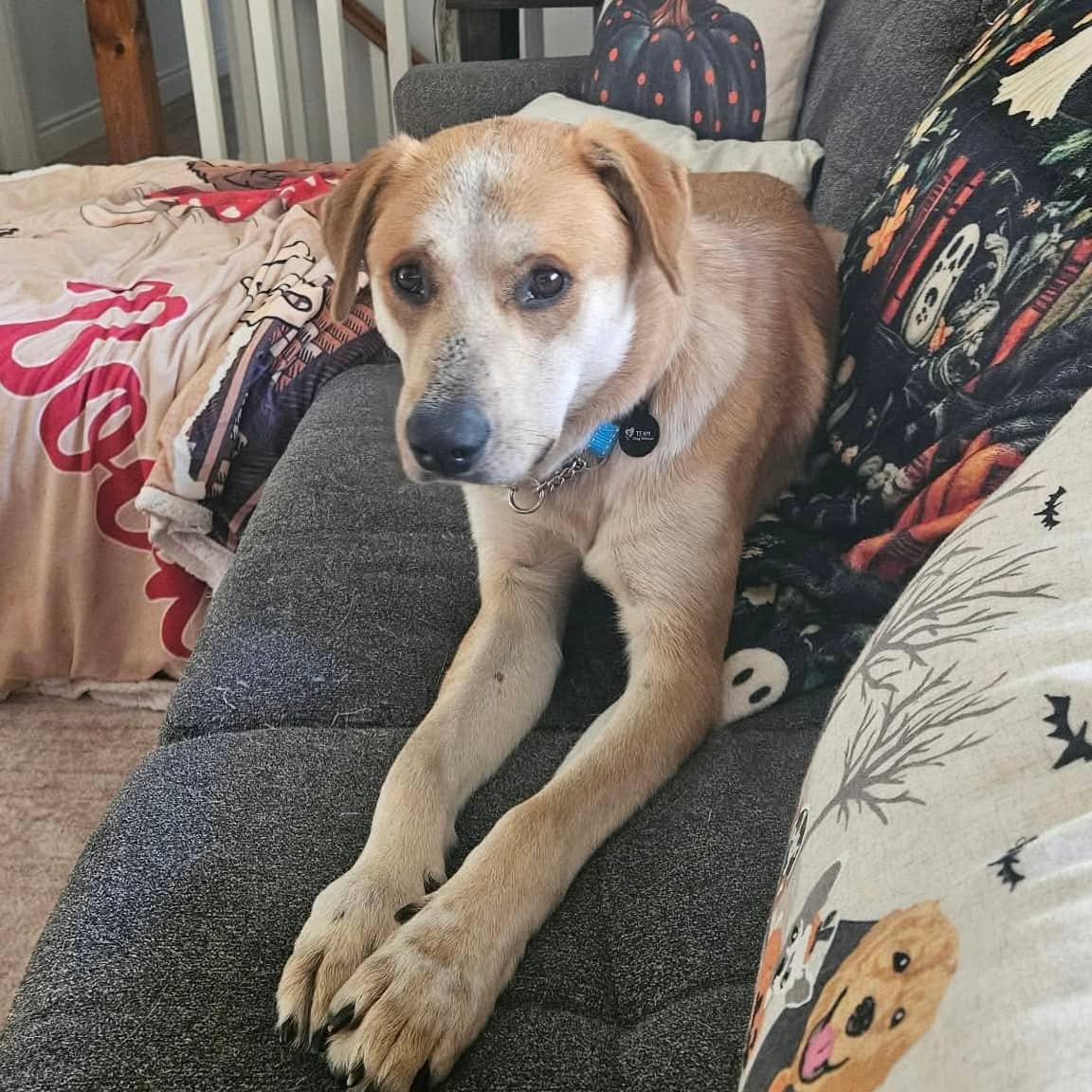 Spike - Lab mix available for adoption at TEAM Dog Rescue in Toronto